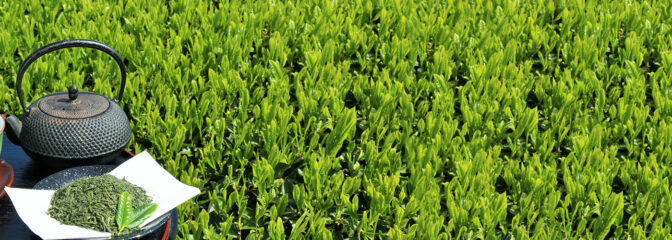 産地直送おいしい静岡茶 特集